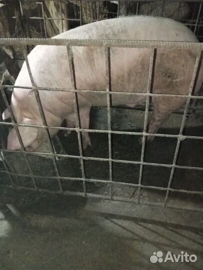 Продам баранину и свинину домашнюю