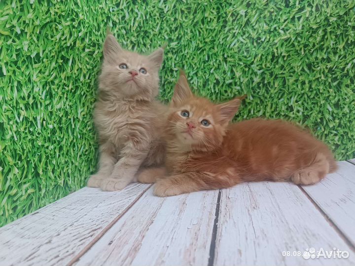 Мейн.кун разные окрасы от чемпионов