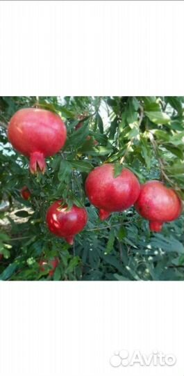 Саженцы граната сорт Крымский