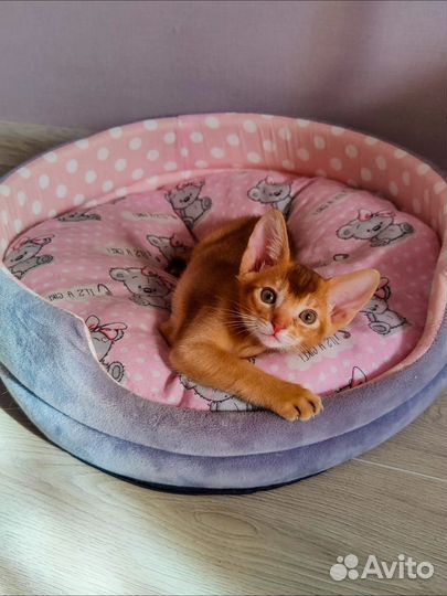 Абиссинские котята