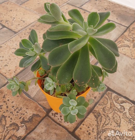 Комнатное растение Эхеверия
