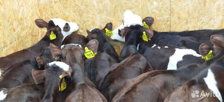 Телята бычки тёлки доставка бесплатная