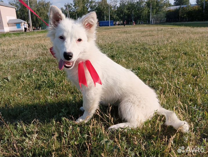 Щенок в добрые руки