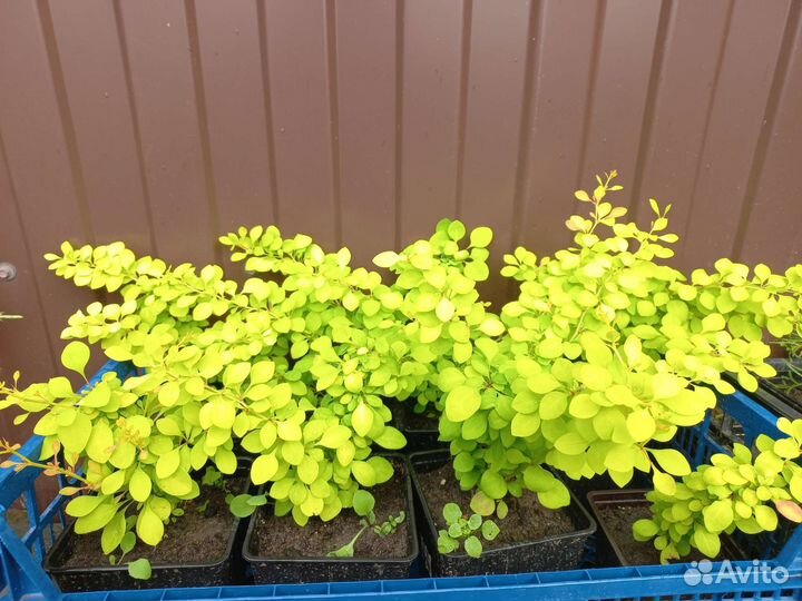 Барбарис Тунберга