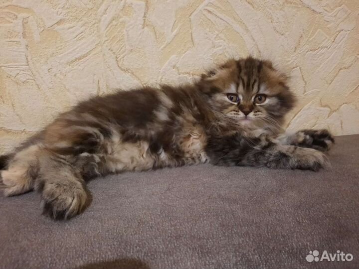 Идеальная и шикарная малышка Хайленд Фолд