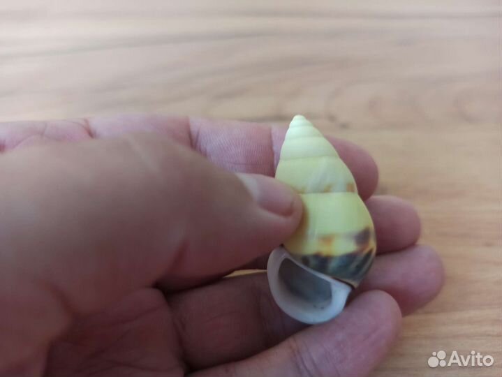 Морские раковины