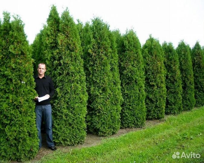 Туя западная 1-1,2 м