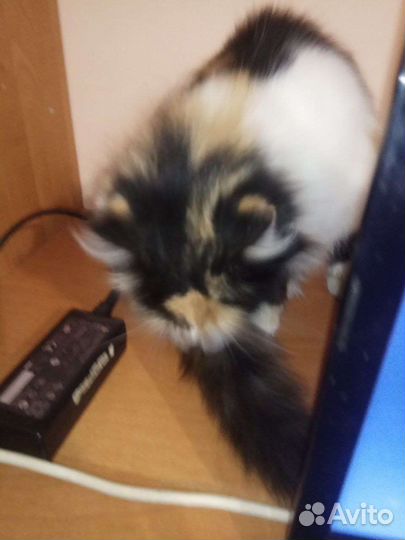 Трехцветная кошечка