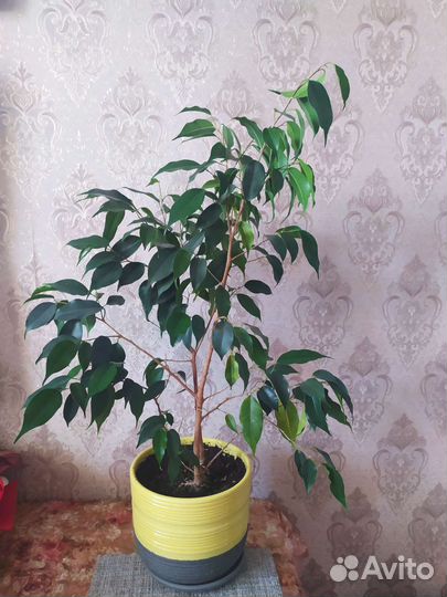 Фикус бенджамина