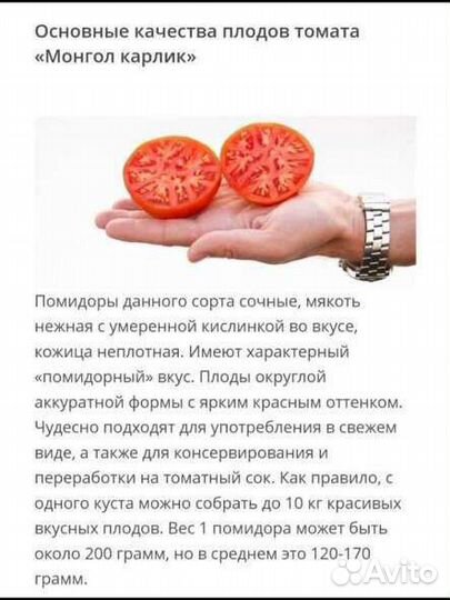 Рассада томата Монгол карлик