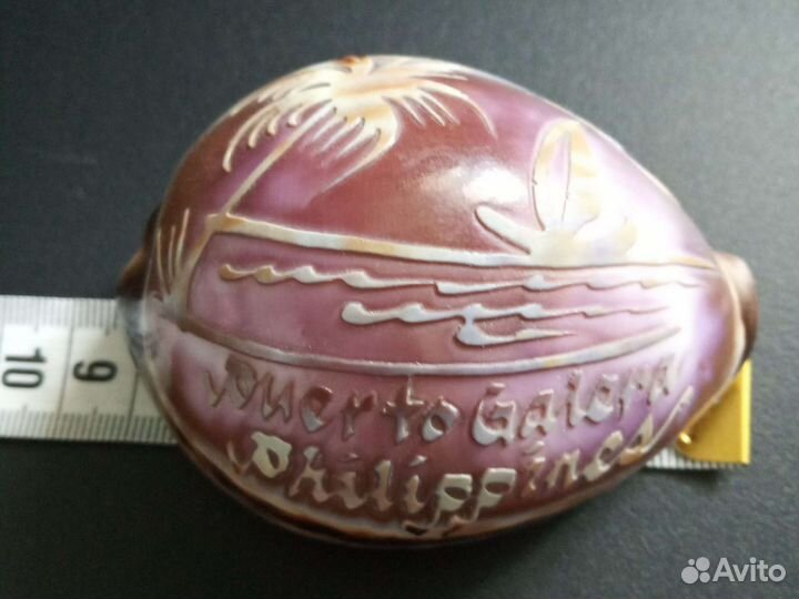 Раковины моллюсков