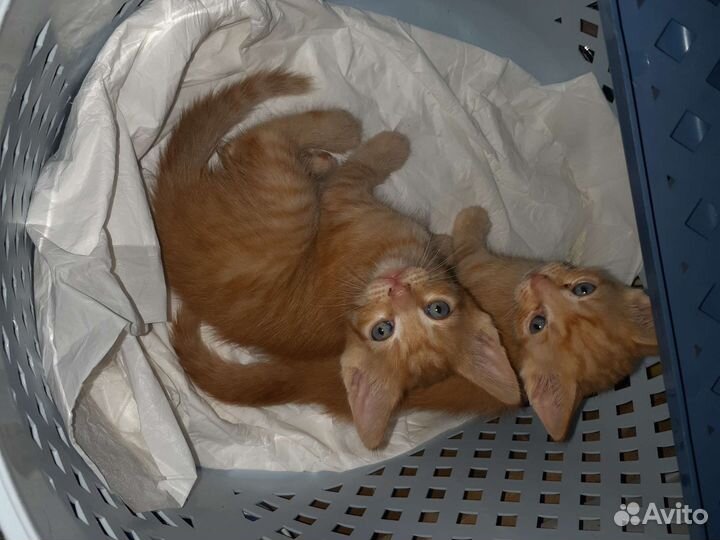 Котята в добрые руки мальчики