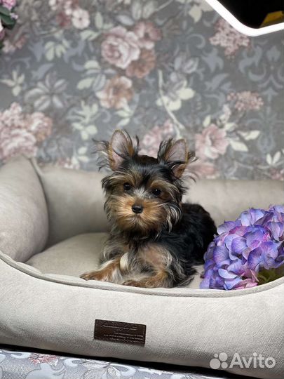 Мини девочка