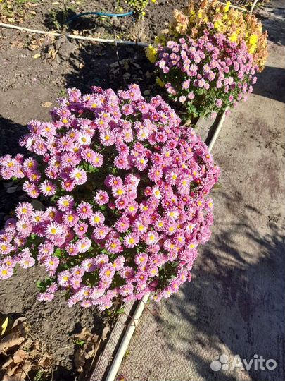 Хризантемы,дубки