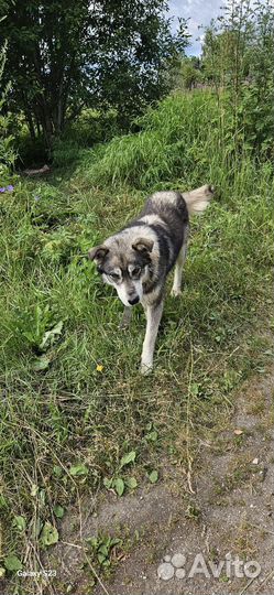 Найдена собака