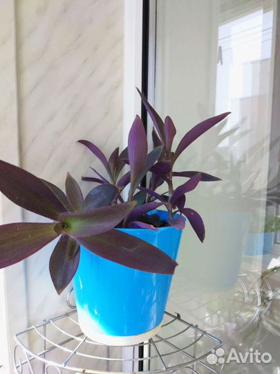 Традесканция Цветок