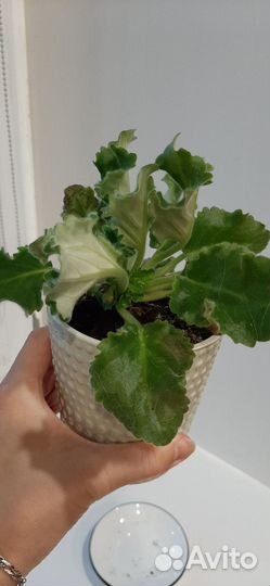 Продам фиалки