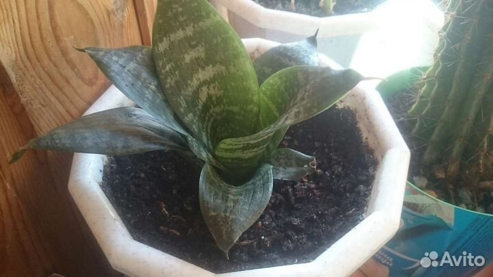 Сансевиерия цветочные кашпо горшки