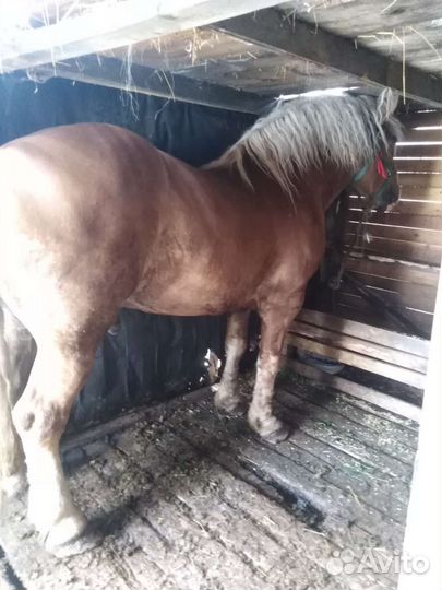 Продам жеребца