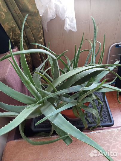 Комнатные цветы алоэ