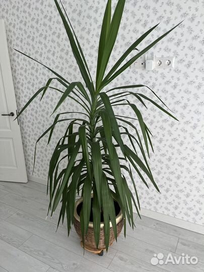 Пальма Юкка