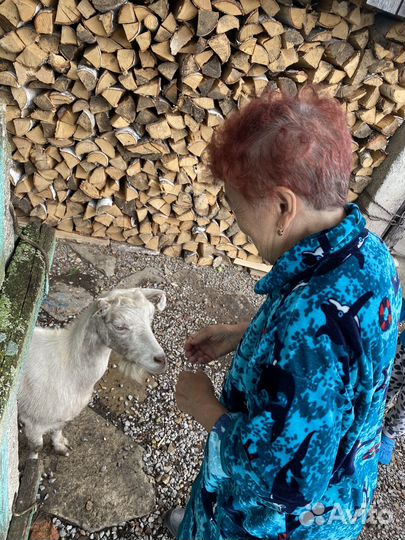 Коза дойная молочная