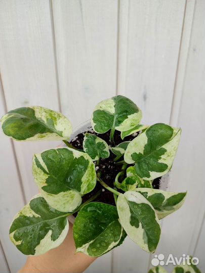 Эпипремнум Эн-джой