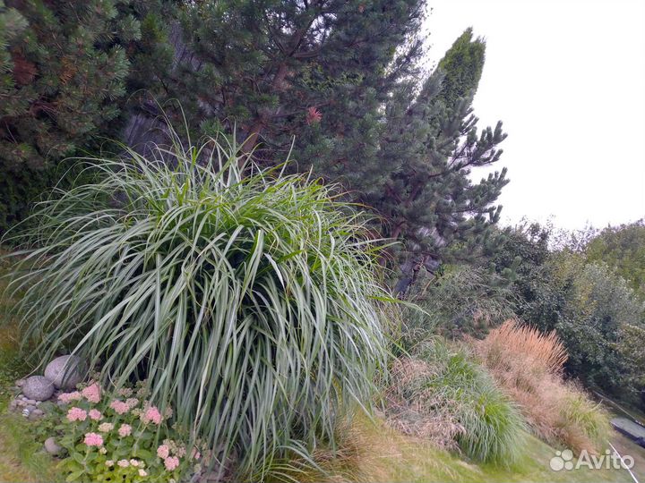 Мискантус китайский