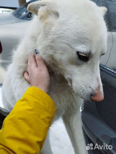 Собака в добрые руки