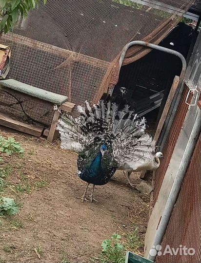 Павлины продажа