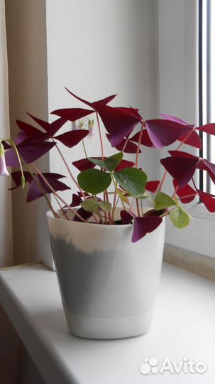 Кислица оксалис