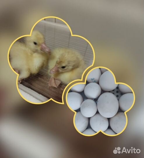 Гусята суточные