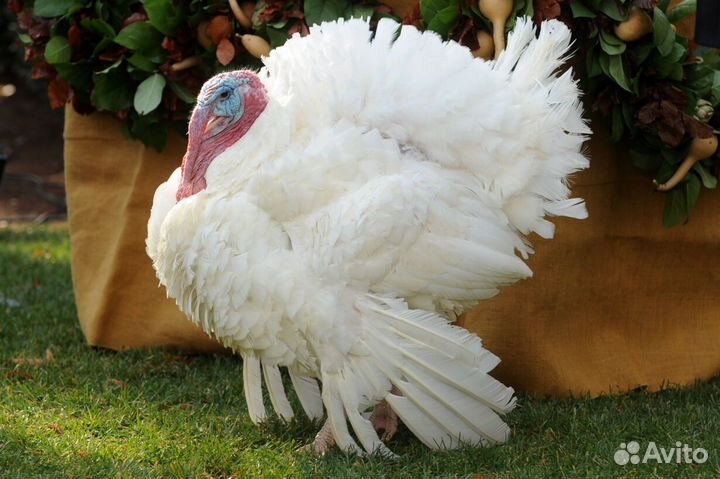 Индюк суточный 