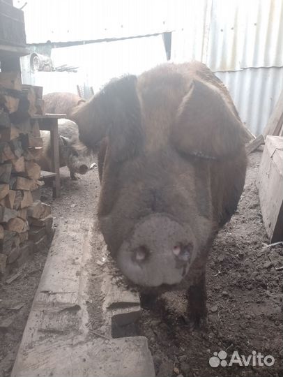 Хряк на племя