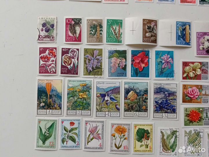 Марки, Флора