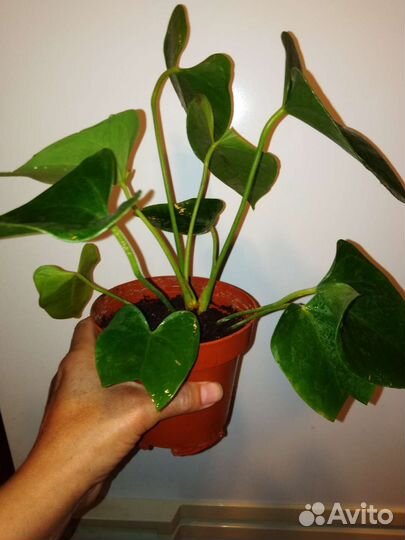 Комнатные цветы антуриум