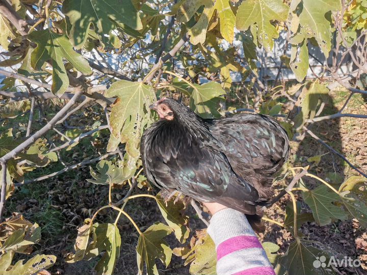 Инкубационное яйцо Карликовых кур