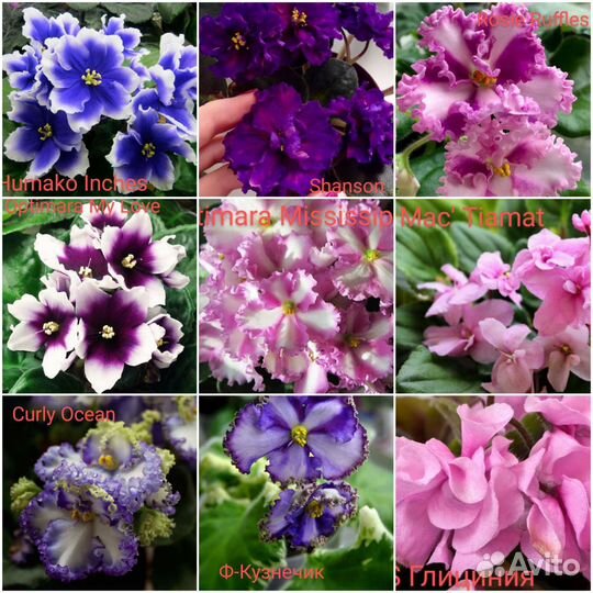 Сортовые фиалки