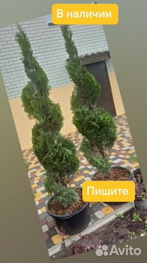 Туи смарагд. Спираль