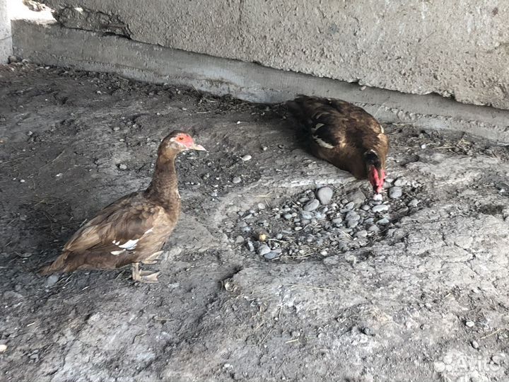 Мускусные утки тяжелые линии