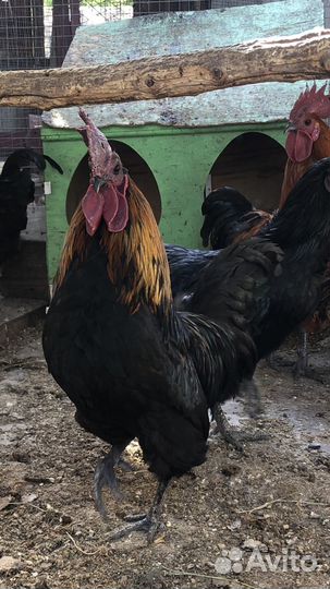 Молодые петухи