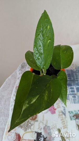 Цветок - живой очиститель воздуха