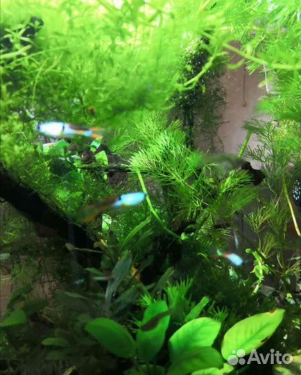 Улитки хелена 30 какр. растения сматрите на другом