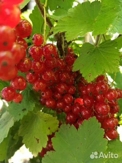 Смородина чёрная, красная и жёлтая