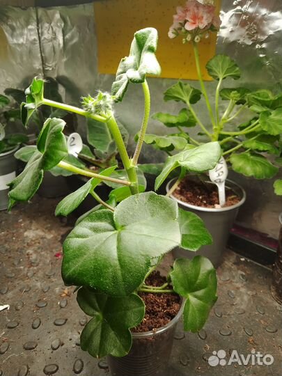 Плющенистая пеларгония