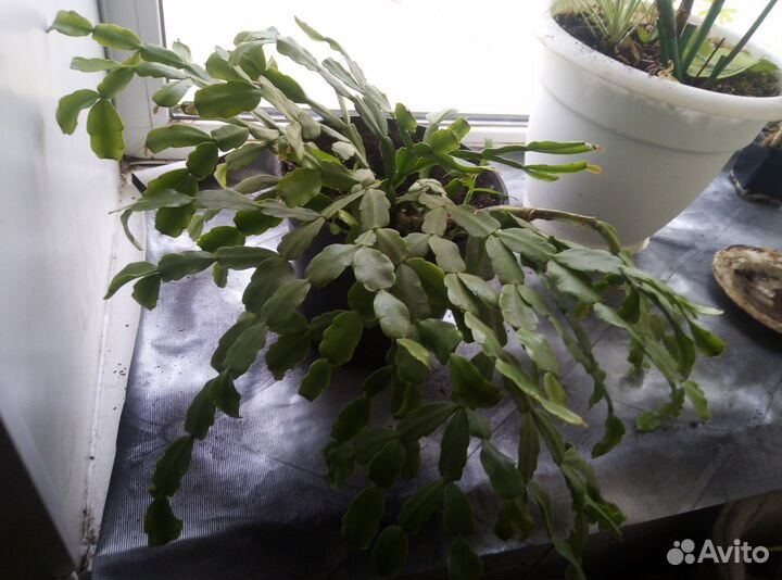 Цветок декабрист розовый