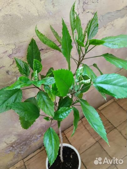 Гибискусы пестролистные