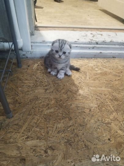 Британские котята