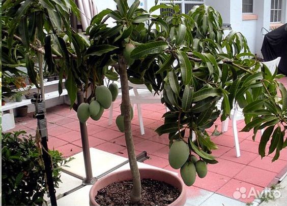 Папайя,манго,авокадо,инжир,фейхоа,банан. сажеженцы