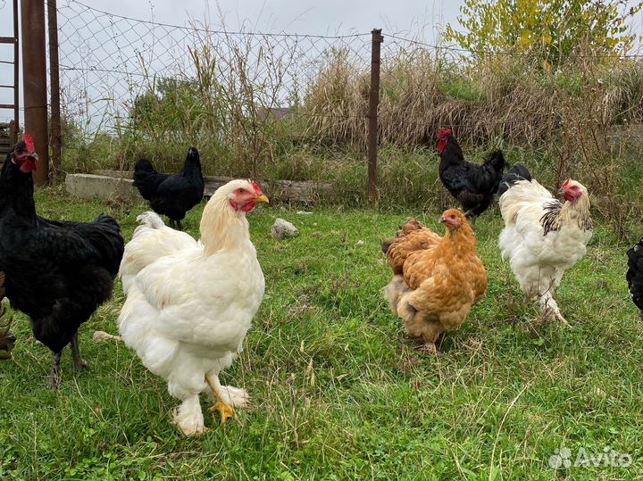Куры молодняк